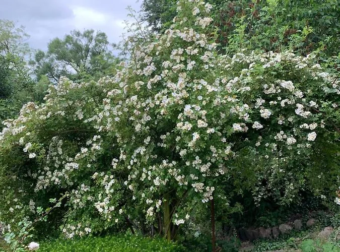 Villa Gartnerhuset Pa Kollerup *
