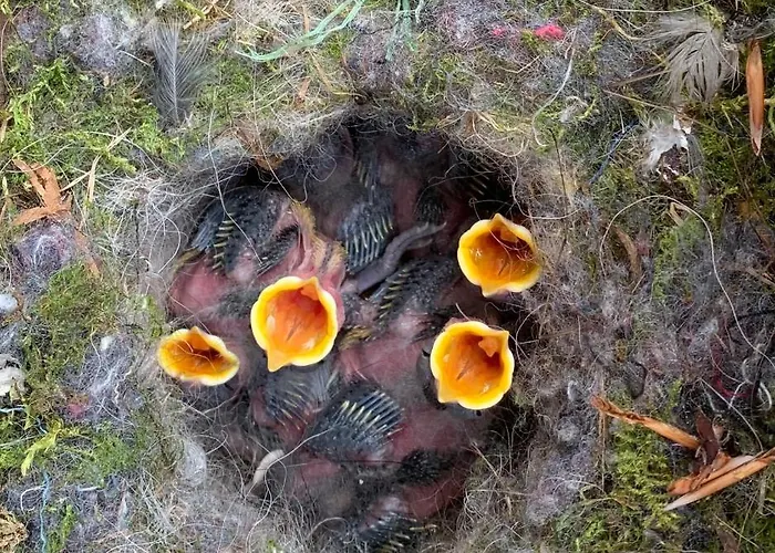 Gartnerhuset Pa Kollerup * Hadsten Stationsby